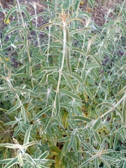 Lupinus altimontanus