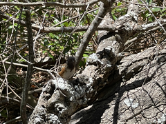 Pipilo maculatus socorroensis