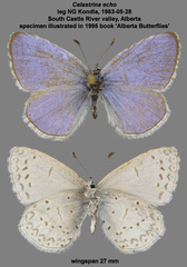 Celastrina echo nigrescens