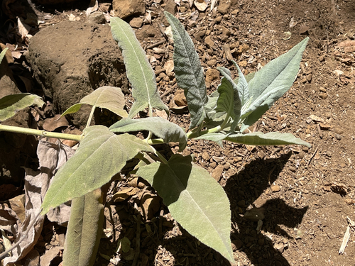Lepechinia hastata