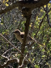 Mimus graysoni