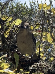 Mimus graysoni