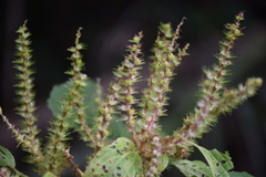 Angiospermae