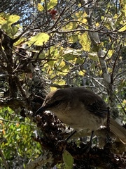 Mimus graysoni