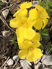 Oxalis macrantha