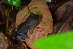 Leptobrachium hendricksoni