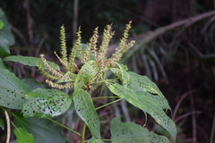 Angiospermae