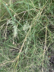 Muhlenbergia dumosa