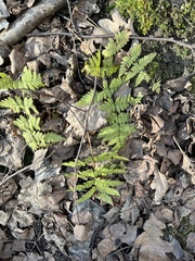 Dryopteris carthusiana
