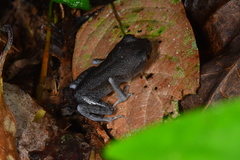 Leptobrachium hendricksoni