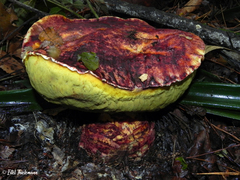 Butyriboletus loyo