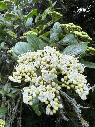 Viburnum tinoides