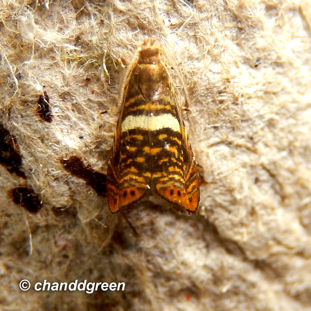 Hilarographa shehkonga