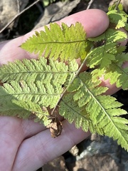 Dryopteris carthusiana