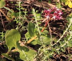 Crassula multicava multicava