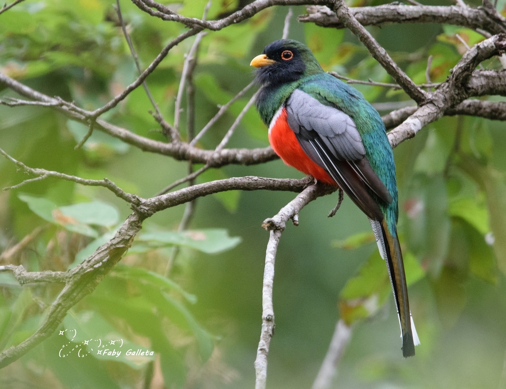 Coppery-tailed Trogon photo