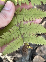 Dryopteris carthusiana