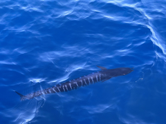 Acanthocybium solandri