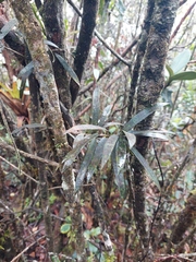 Podocarpus oleifolius