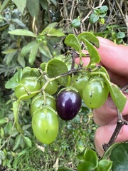 Salpichroa tristis