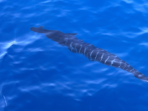 Wahoo