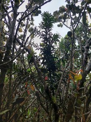 Podocarpus oleifolius