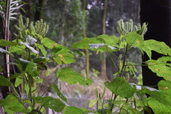 Angiospermae