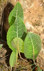 Leuzea conifera