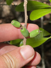 Sideroxylon socorrense