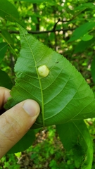Phylloxera caryaescissa