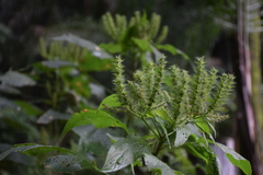 Angiospermae