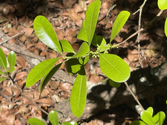 Sideroxylon socorrense