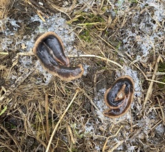 Arthurdendyus triangulatus