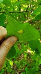 Phylloxera caryaescissa