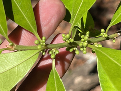 Sideroxylon socorrense