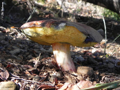 Boletus putidus