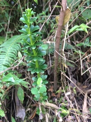Piperales