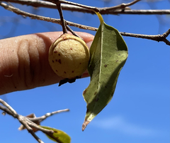 Psidium oligospermum