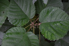 Urera baccifera
