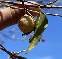 Psidium oligospermum