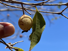 Psidium oligospermum