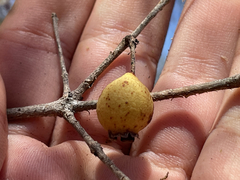 Psidium oligospermum