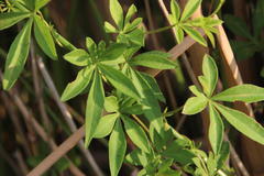 Ipomoea cairica cairica