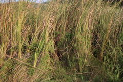 Ipomoea cairica cairica