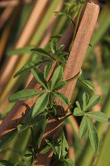 Ipomoea cairica cairica