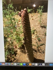 Tephrocactus