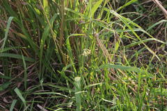 Tulbaghia acutiloba
