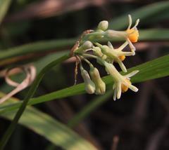 Tulbaghia acutiloba