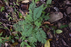 Jacaranda mimosifolia