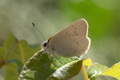 Satyrium sylvinus dryope